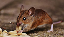 24 Hour & Emergency Exterminators in Mattoon, WI